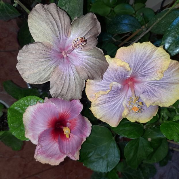 24.10.2022 - HIBISCUSI 2022-6