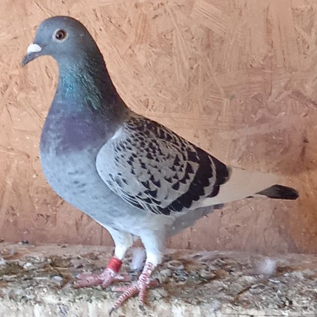 Femela 22-597....-vandut - Porumbei vanduti