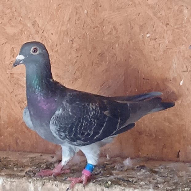 Femela 21-076....-10 lei - Porumbei vanduti