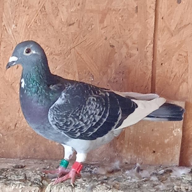 Femela 18-722....-vandut - Porumbei vanduti