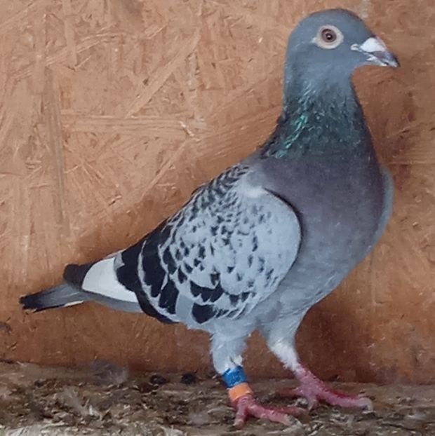 Femela 21-002....-10 lei - Porumbei vanduti