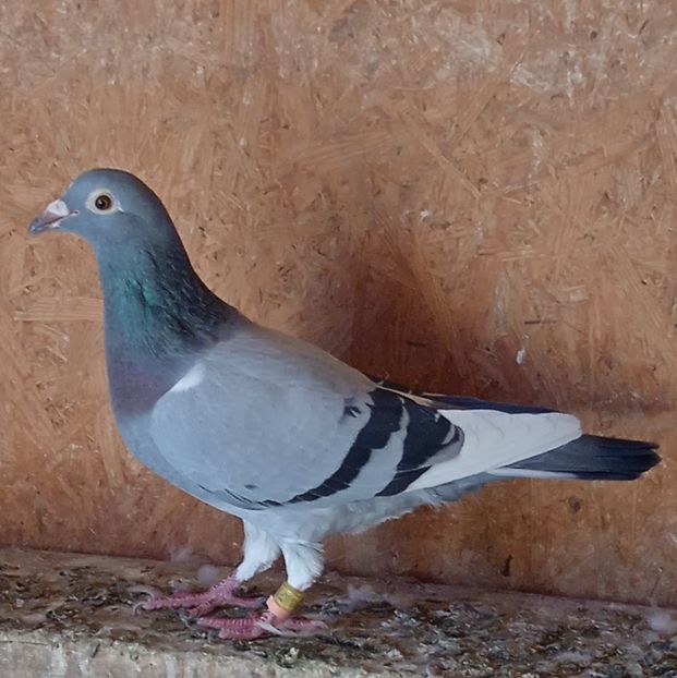 Femela 19-790....-10 lei - Porumbei vanduti