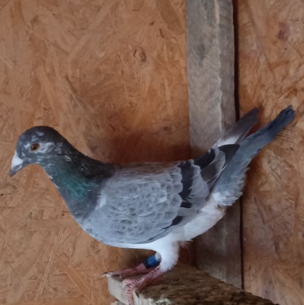 Mascul 21-084....-15 lei - Porumbei vanduti