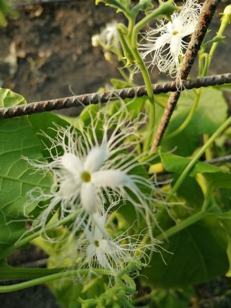  - SEMINTE DOVLECEL SARPE - D 201 TRICHOSANTES CUCUMERINA - VIETNAM