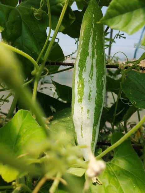  - SEMINTE DOVLECEL SARPE - D 201 TRICHOSANTES CUCUMERINA - VIETNAM