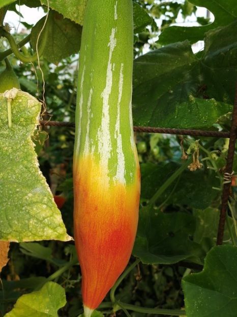  - SEMINTE DOVLECEL SARPE - D 201 TRICHOSANTES CUCUMERINA - VIETNAM