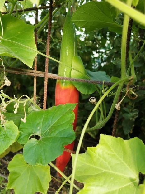  - SEMINTE DOVLECEL SARPE - D 201 TRICHOSANTES CUCUMERINA - VIETNAM