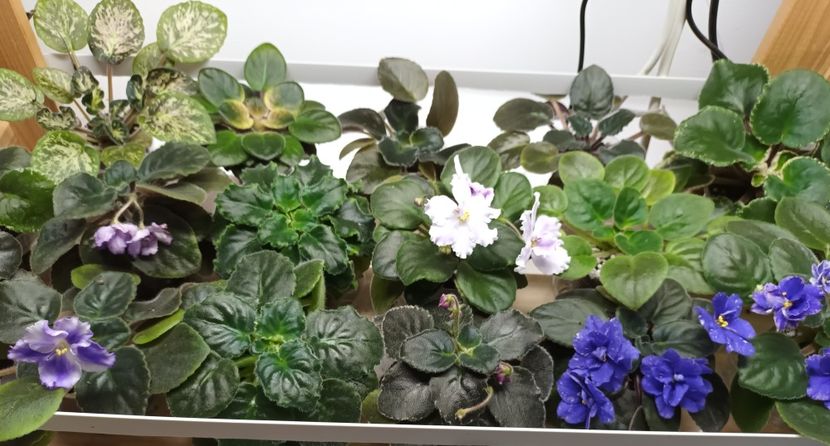  - 1 1 Violete Africane de Colecție