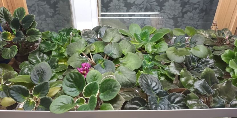  - 1 1 Violete Africane de Colecție