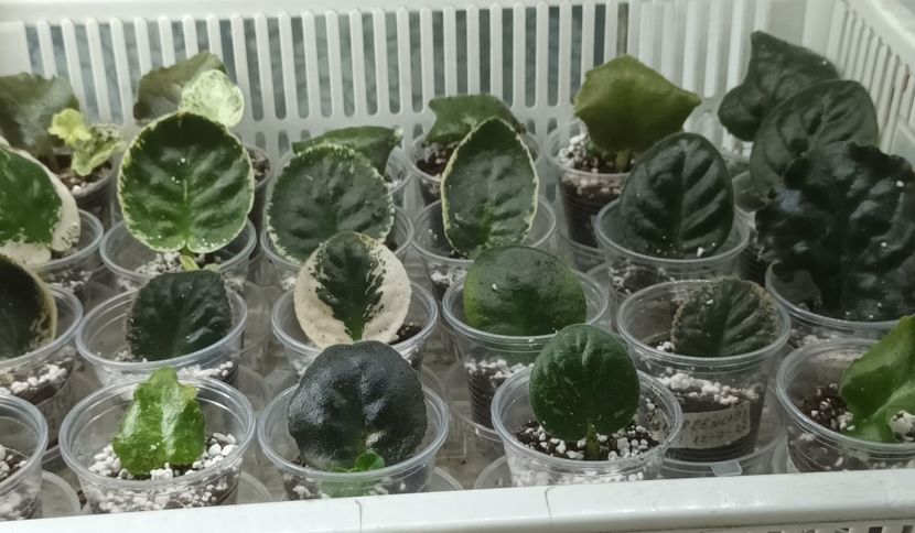  - 1 1 Violete Africane de Colecție