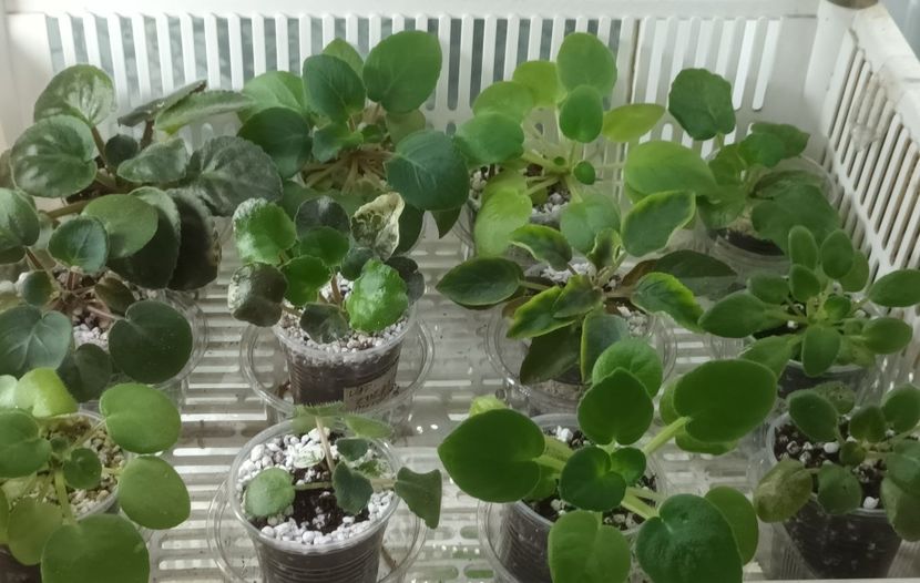  - 1 1 Violete Africane de Colecție