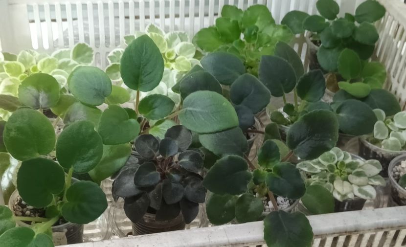 - 1 1 Violete Africane de Colecție