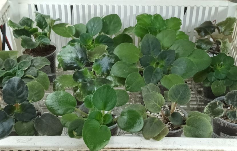  - 1 1 Violete Africane de Colecție