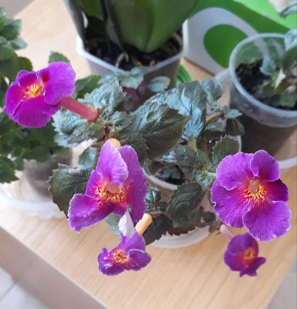  - 0001 2022 - BriD s CARLA