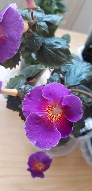  - 0001 2022 - BriD s CARLA