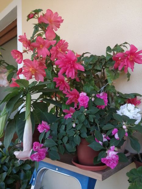  - Frumuseti la casa parinteasca