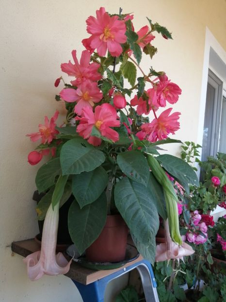  - Frumuseti la casa parinteasca