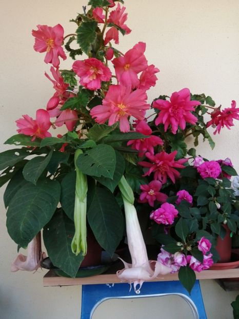  - Frumuseti la casa parinteasca