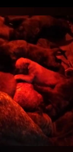  - Vând Pui 10 2022 AKya X FaurImperiumPresa