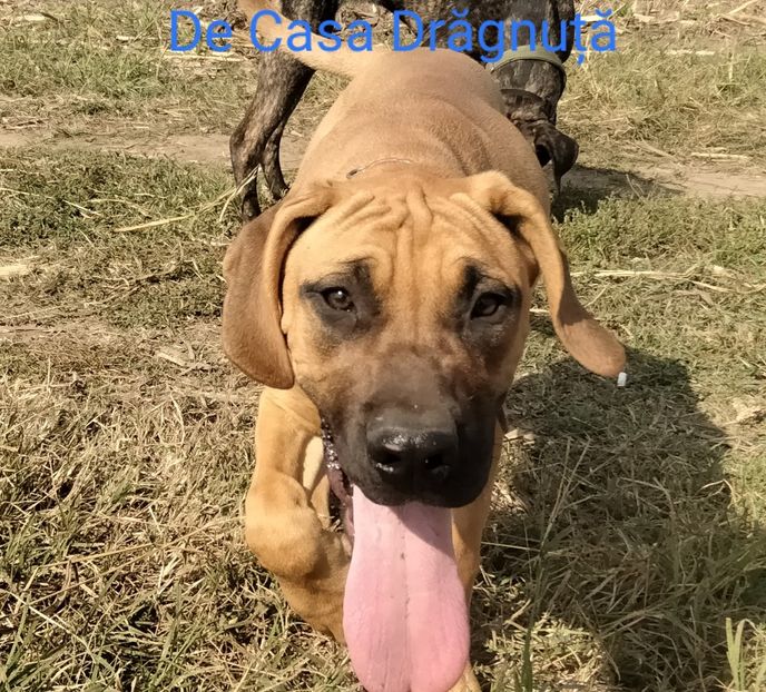  - Vând Pui 10 2022 AKya X FaurImperiumPresa