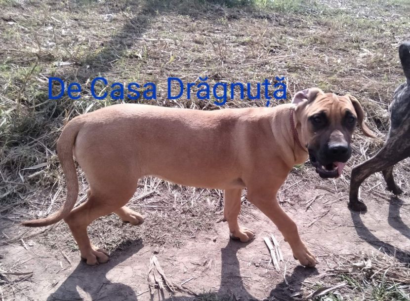  - Vând Pui 10 2022 AKya X FaurImperiumPresa