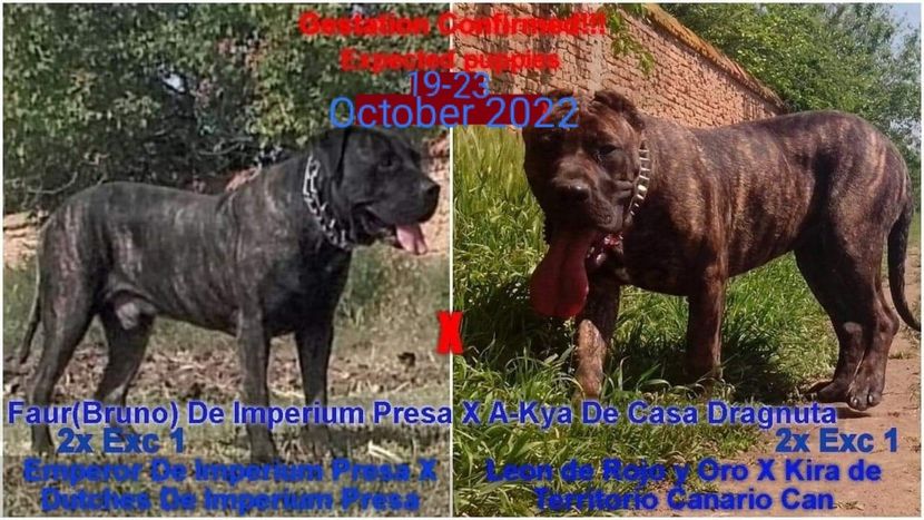  - Vând Pui 10 2022 AKya X FaurImperiumPresa