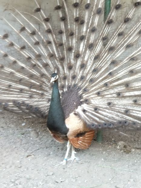  - Pauni bronze cream 2018