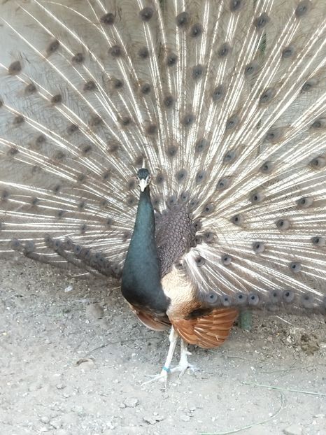  - Pauni bronze cream 2018