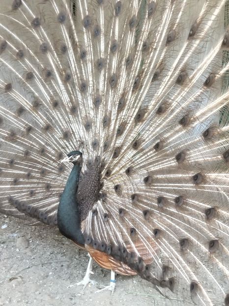  - Pauni bronze cream 2018