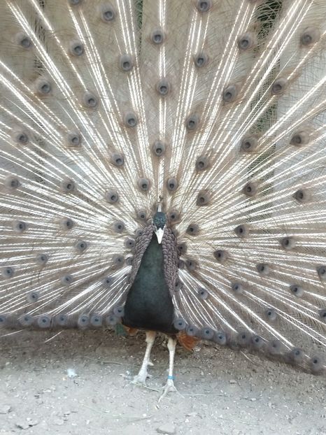  - Pauni bronze cream 2018