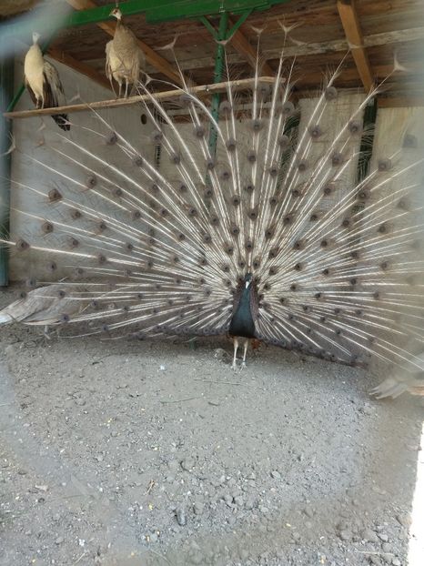  - Pauni bronze cream 2018