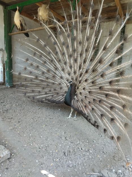  - Pauni bronze cream 2018