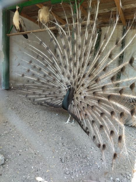  - Pauni bronze cream 2018