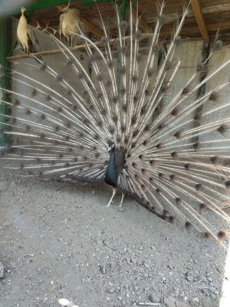  - Pauni bronze cream 2018