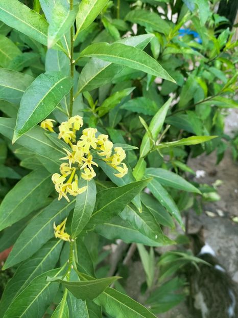 IMG20221025083405 - Octombrie 2022