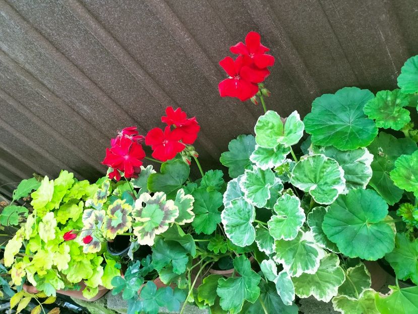 IMG20221025083400 - Octombrie 2022