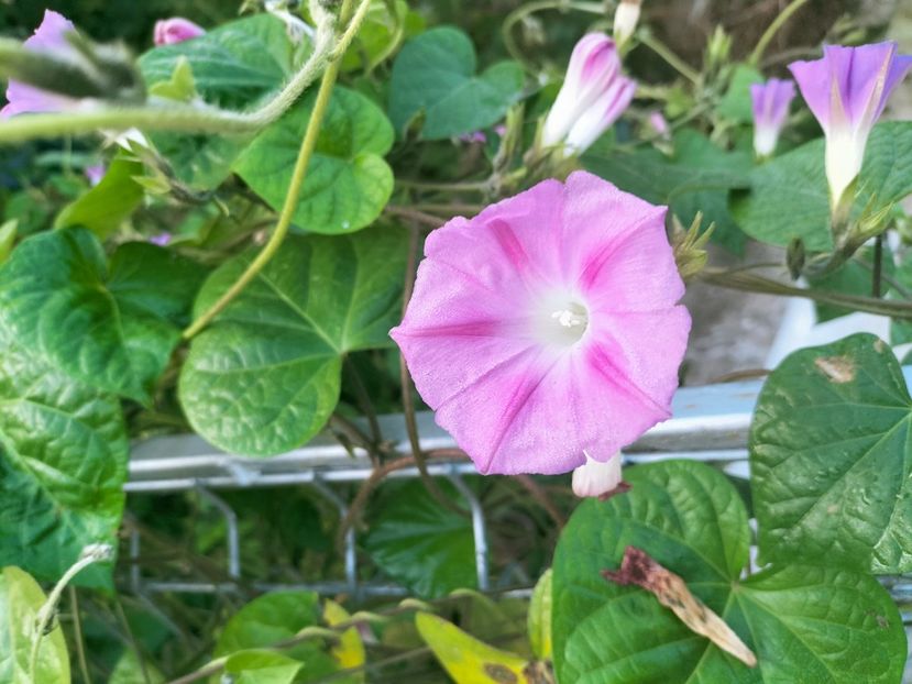 IMG20221025082917 - Octombrie 2022