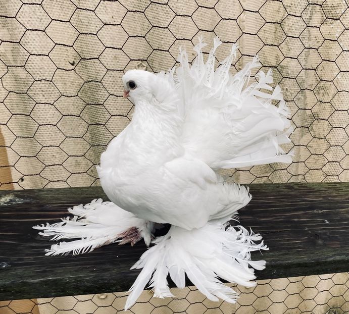  - SIBERIENI si NORCAUCAZIENI