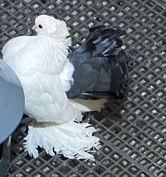  - SIBERIENI si NORCAUCAZIENI