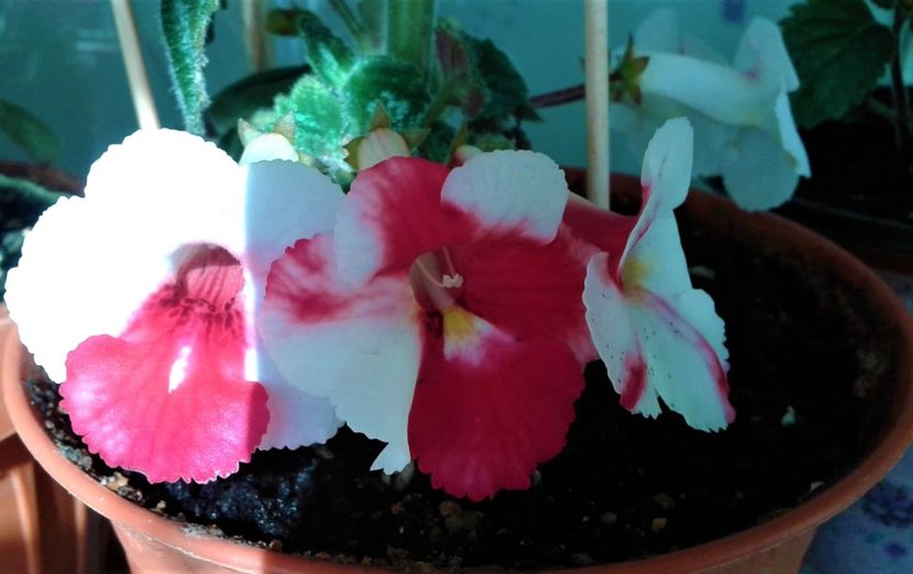  - 000018 ACHIMENES