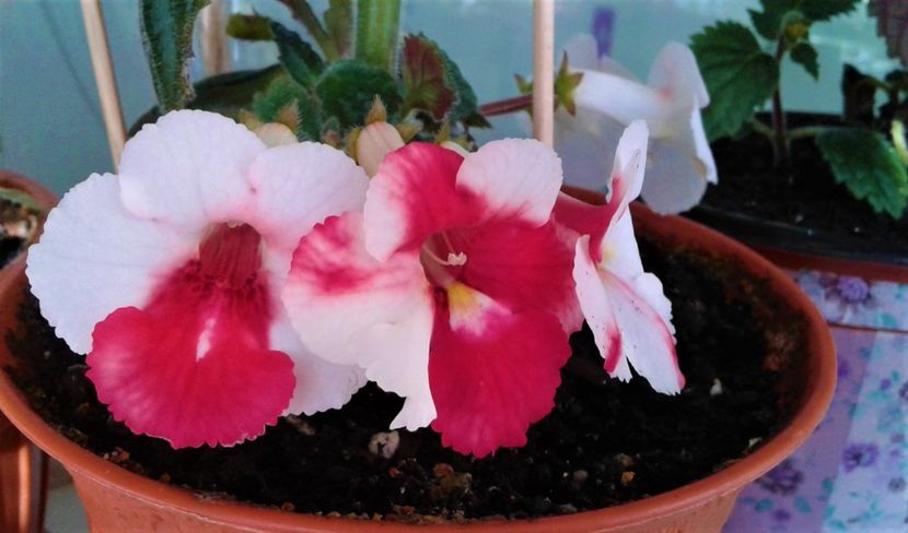 - 000018 ACHIMENES