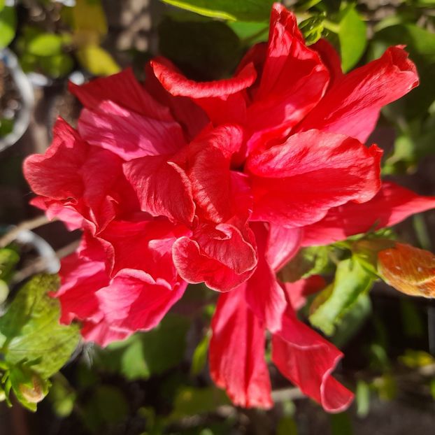 25.10.2022 - HIBISCUSI 2022-6