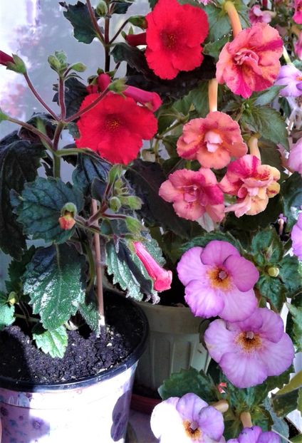  - colectia mea de achimenes 001 2020