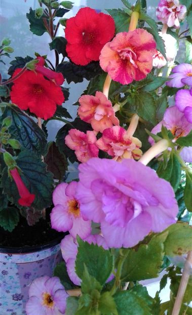  - colectia mea de achimenes 001 2020