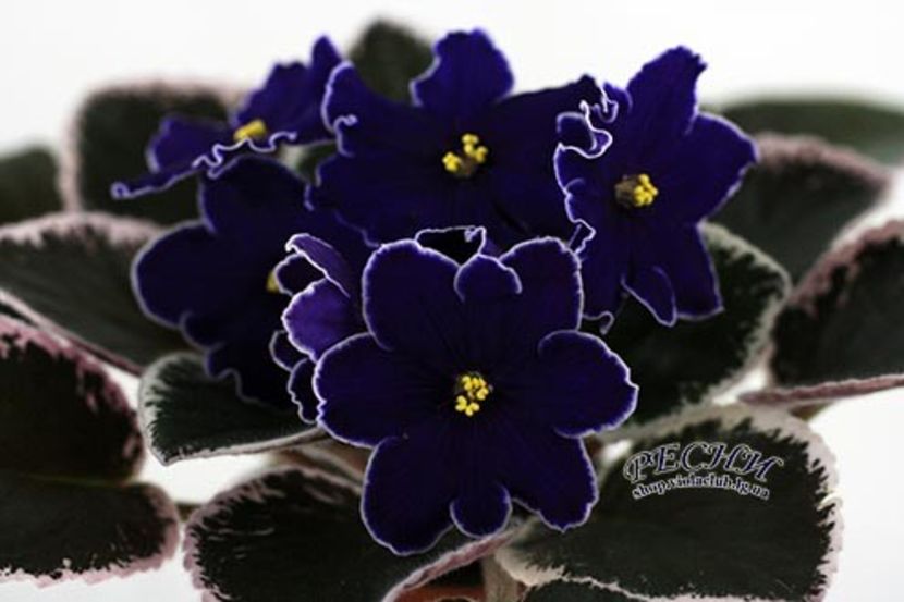 RS-Barhat Nochi - RS-Barhat Nochi