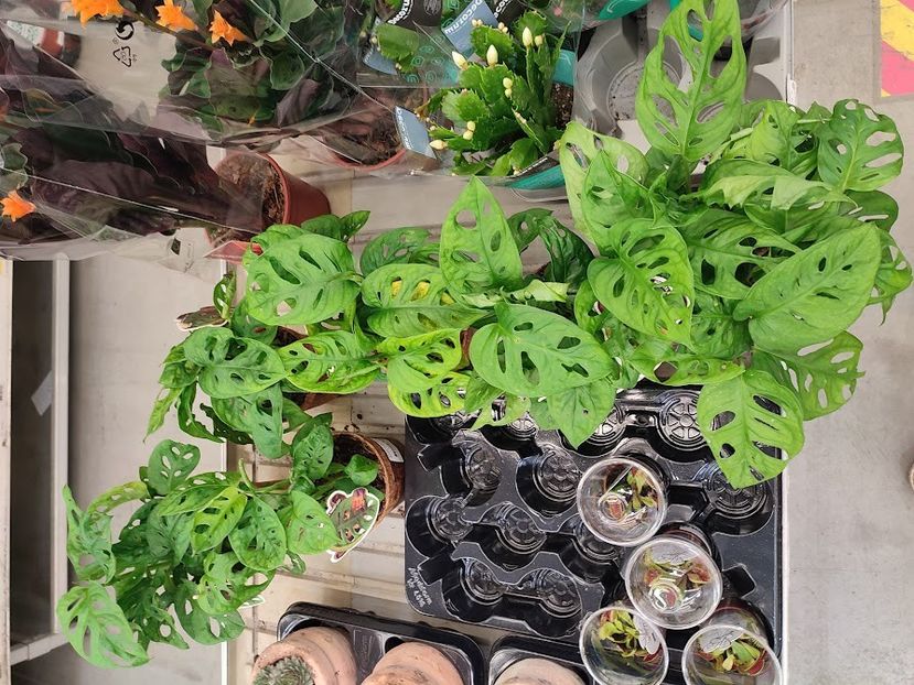  - 2022 - 23 oct - Craiova