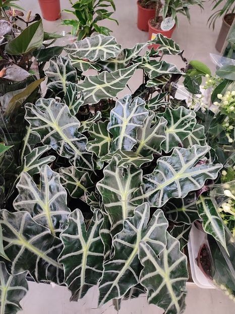  - 2022 - 23 oct - Craiova