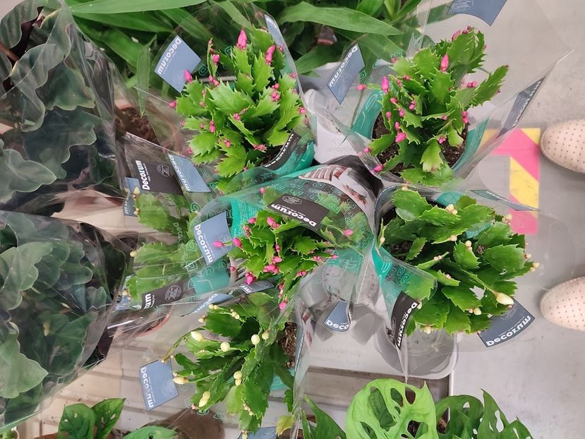  - 2022 - 23 oct - Craiova