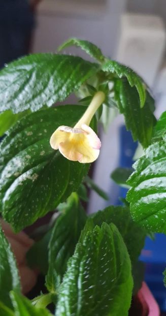 received_668486241454695 - Honey Queen