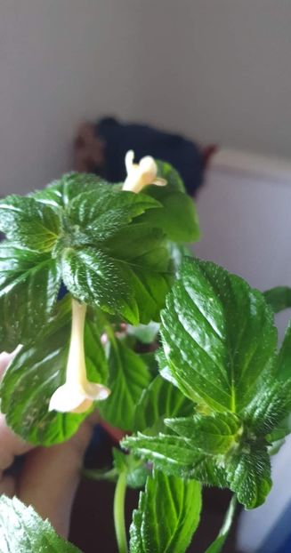 received_2424321211040624 - Honey Queen